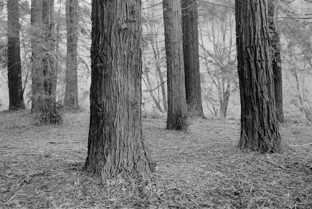 Black and white Redwood tree grove